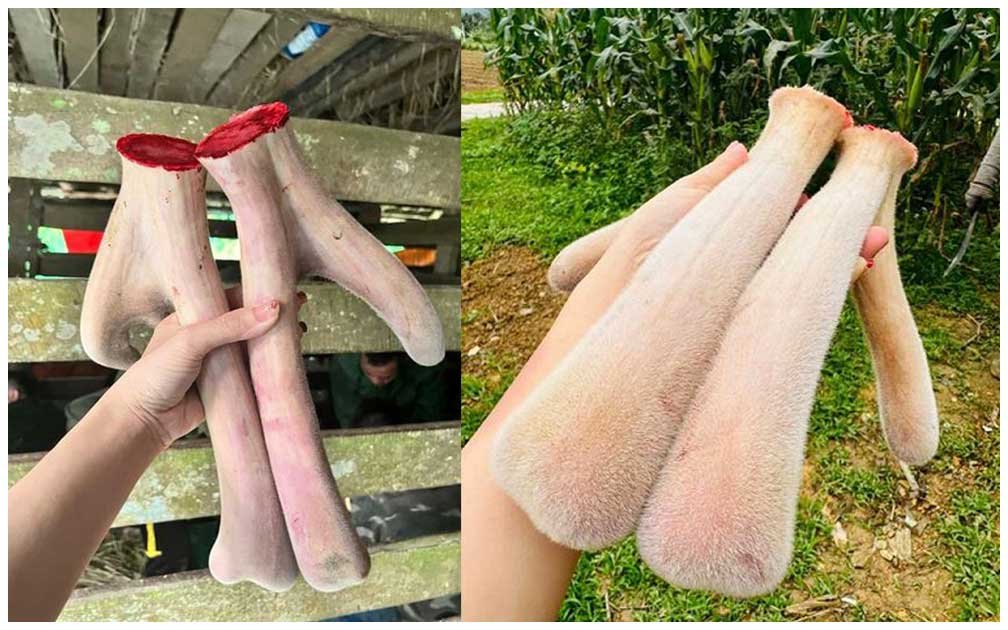 Nhung hươu Hương Sơn cặp 700g - Tinh hoa từ thiên nhiên