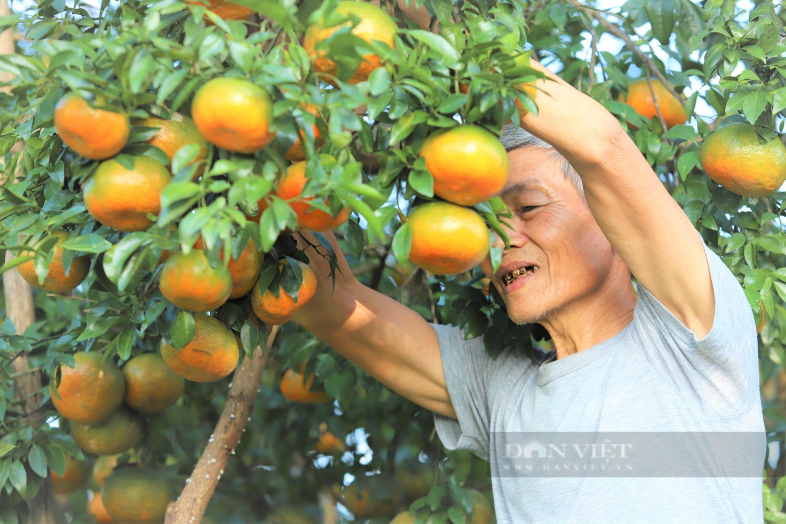 Cam Bù Hương Sơn: Đặc Sản Độc Đáo Của Hà Tĩnh