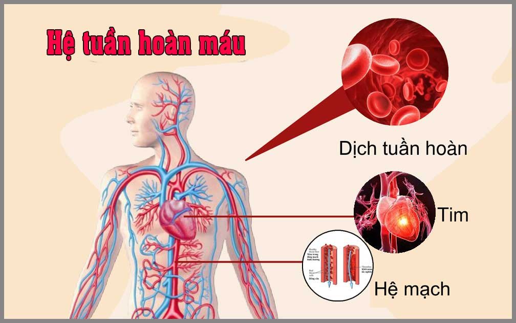 Nhung Hươu Giúp Cải thiện Tuần Hoàn Máu Và Sức Khỏe Tim Mạch