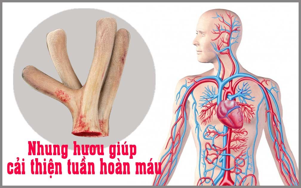 Nhung Hươu Giúp Cải thiện Tuần Hoàn Máu Và Sức Khỏe Tim Mạch