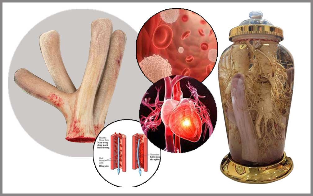 8 Lợi Ích Tuyệt Vời Nhung Hươu Đối Với Sức Khỏe Tim Mạch